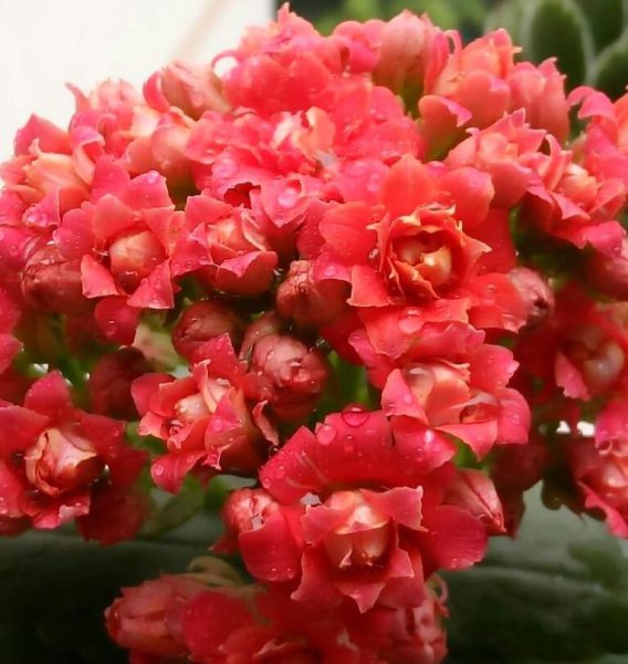 长寿花怎么养才能更旺盛？