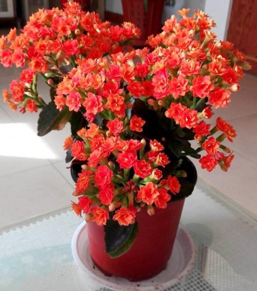 长寿花怎么养才能更旺盛？