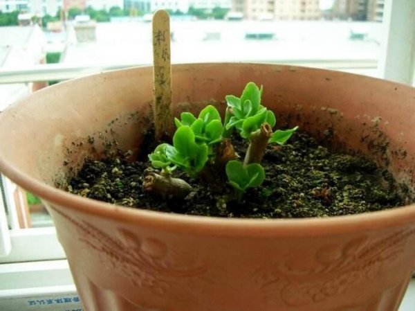 长寿花怎么养才能更旺盛？