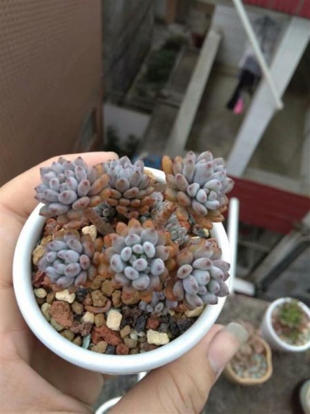 多肉桩子怎么养才粗？