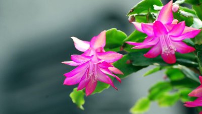 蟹爪兰秋冬季怎么养才好？蟹爪兰秋冬季养护方法