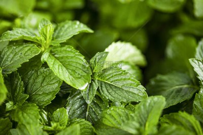 薄荷要怎么养才好？盆栽薄荷家庭养护方法