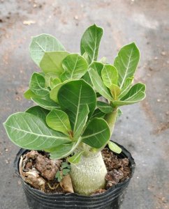 沙漠玫瑰冬天怎么养？多肉沙漠玫瑰冬季养护方法