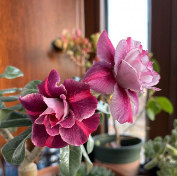 沙漠玫瑰冬天怎么养？