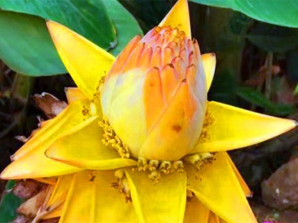 地涌金莲怎么养才开花？