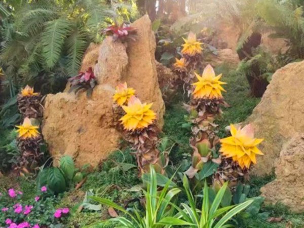 地涌金莲怎么养才开花？