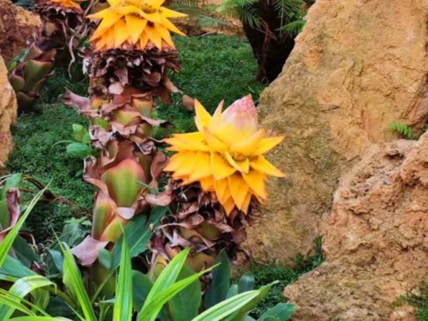 地涌金莲怎么养才开花？