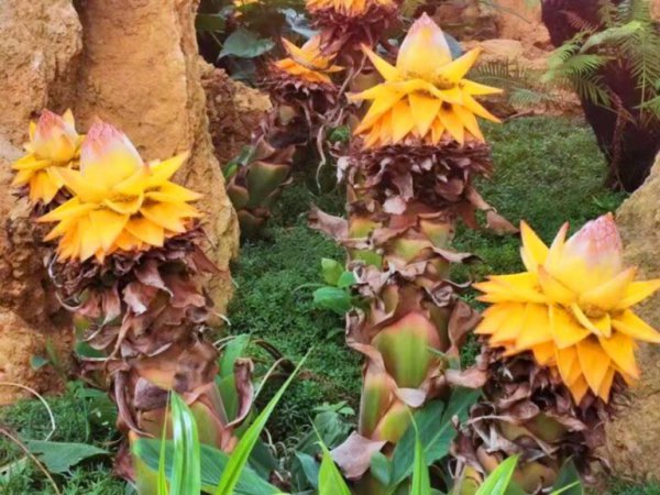 地涌金莲怎么养才开花？