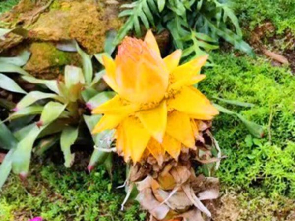 地涌金莲怎么养才开花？