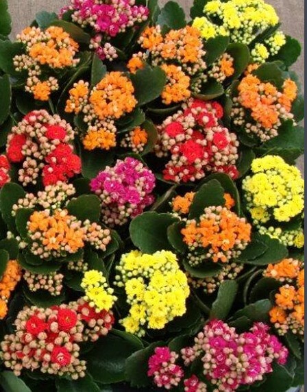 长寿花要怎么养才好？