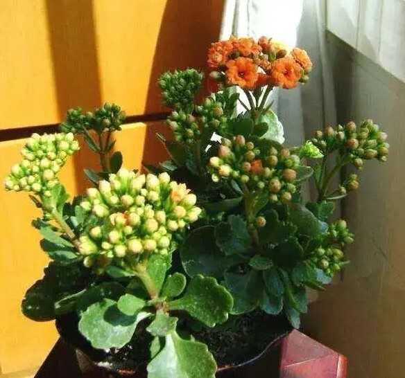 长寿花要怎么养才好？