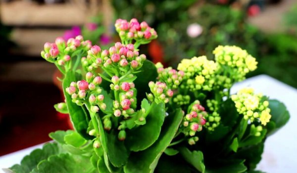 长寿花要怎么养才好？