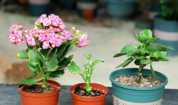 长寿花要怎么养才好？