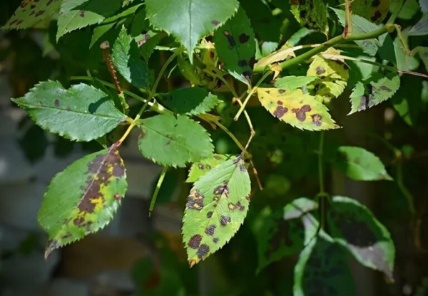玫瑰花在家里怎么养？
