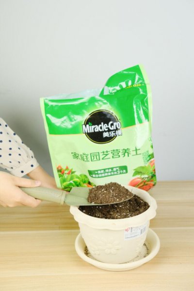仙人掌怎么养才能长好？