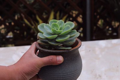 让散开的多肉植物紧致生长 如何促使散开的多肉植物生长紧致