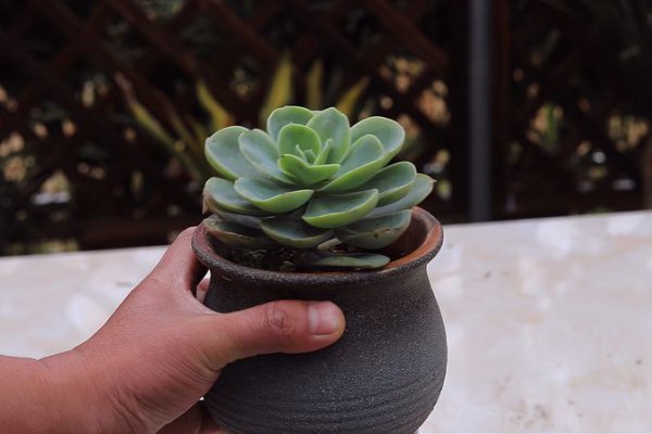 让散开的多肉植物紧致生长