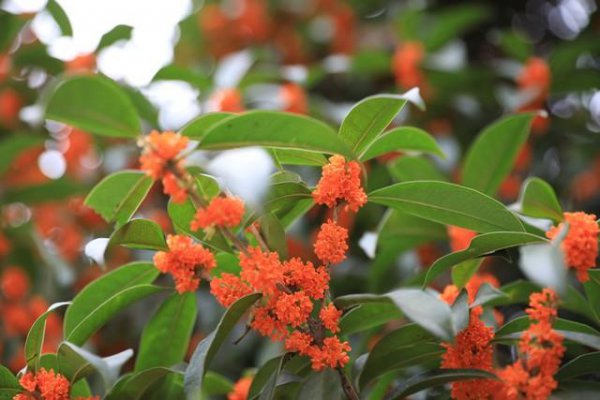 桂花果子能吃吗