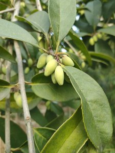 桂花果子能吃吗 盘点关于桂花树结果的知识有哪些