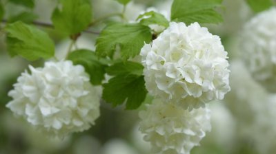 白色绣球花的花语 介绍白色绣球花的象征和寓意