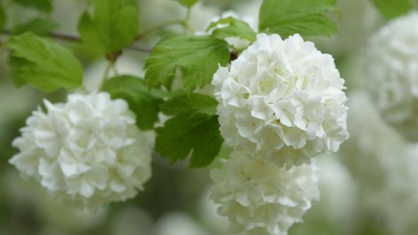 白色绣球花的花语