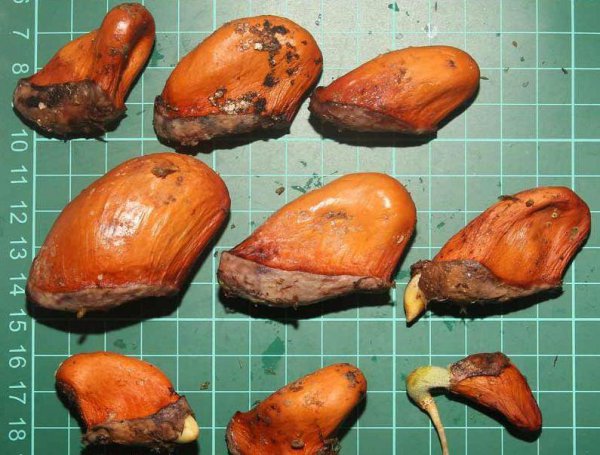 榴莲种子怎么种出盆栽发芽