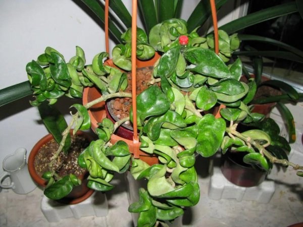 盆栽球兰花的种植方法及养护注意事项