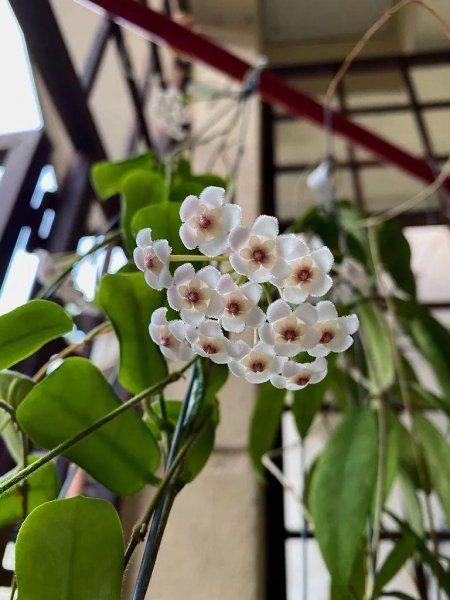 盆栽球兰花的种植方法及养护注意事项
