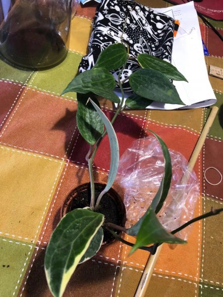 盆栽球兰花的种植方法及养护注意事项