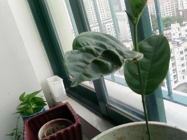 菠萝蜜核可以种盆栽吗能结果吗