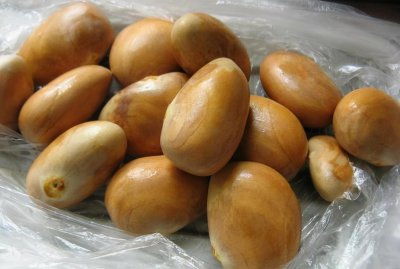 菠萝蜜核可以种盆栽吗能结果吗 如何将菠萝蜜核养成盆栽