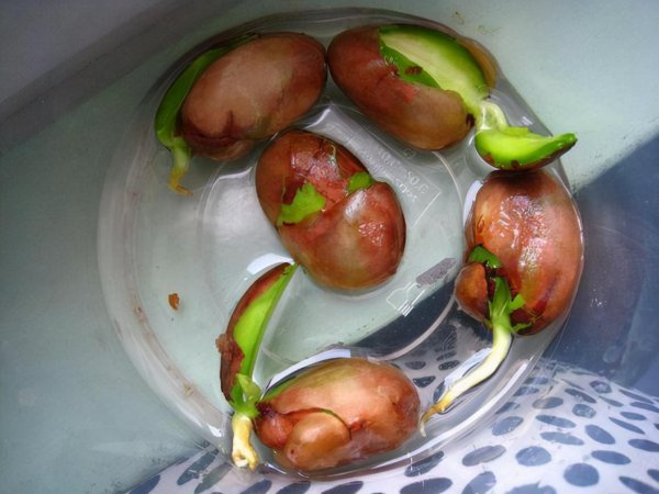 菠萝蜜核可以种盆栽吗能结果吗