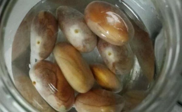 菠萝蜜核可以种盆栽吗能结果吗