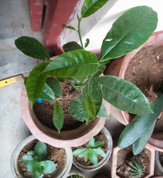 菠萝蜜核可以种盆栽吗能结果吗