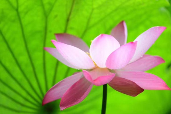七月开什么花及其花语