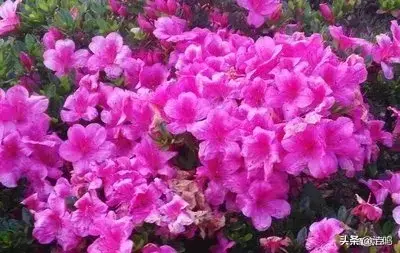 金达莱花的寓意是什么意思