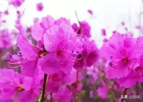金达莱花的寓意是什么意思
