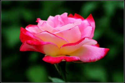 月季花的寓意 解读月季花的象征意义
