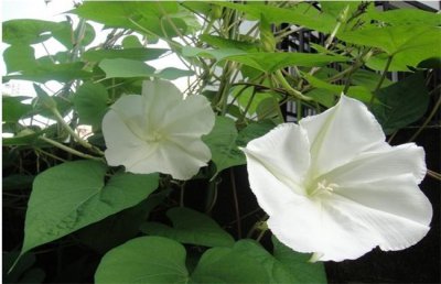 月光花的花语意义 揭示月光花所传达的花语含义