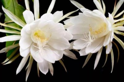 昙花的花语与象征意义 解析昙花所表达的花语和象征意义