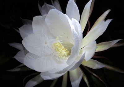 昙花什么时间开放 探讨昙花开放的时刻