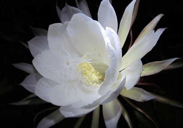 昙花什么时间开放