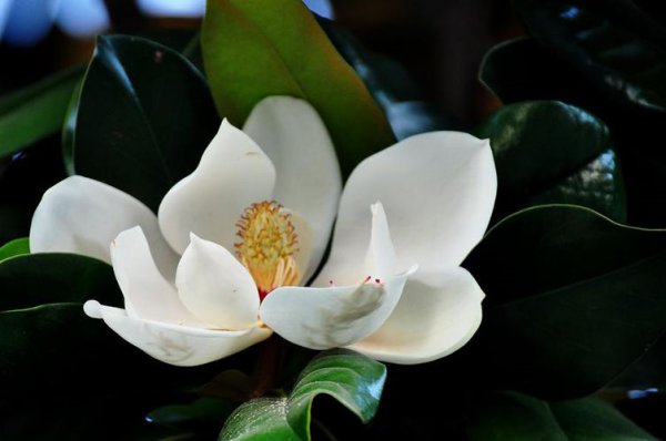 广玉兰的花语解读