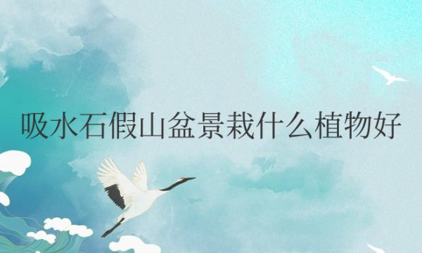 吸水石假山盆景栽什么植物好看好养活