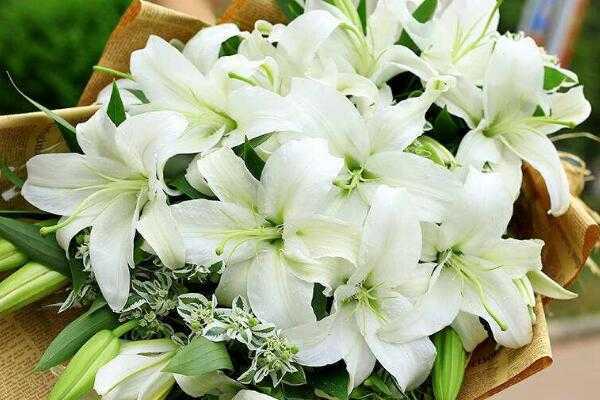 百合花不能乱送的原因
