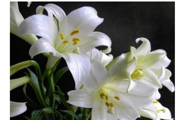 百合花不能乱送的原因
