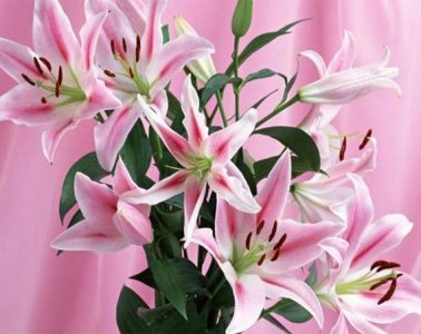 百合花不能乱送的原因 百合花的花语和寓意