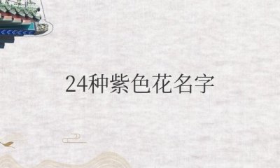 24种紫色花名字和寓意