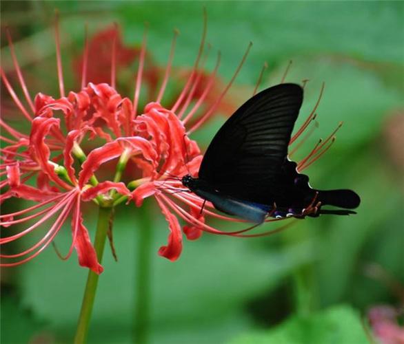 冥花是什么花