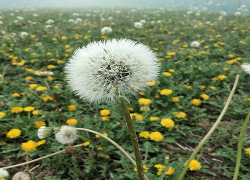 花语是救赎的花有哪些